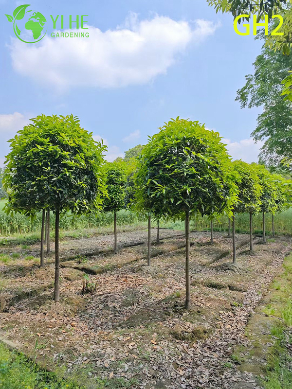 Globular - Shaped Mature Osmanthus Fragrans Ornamental Tree
