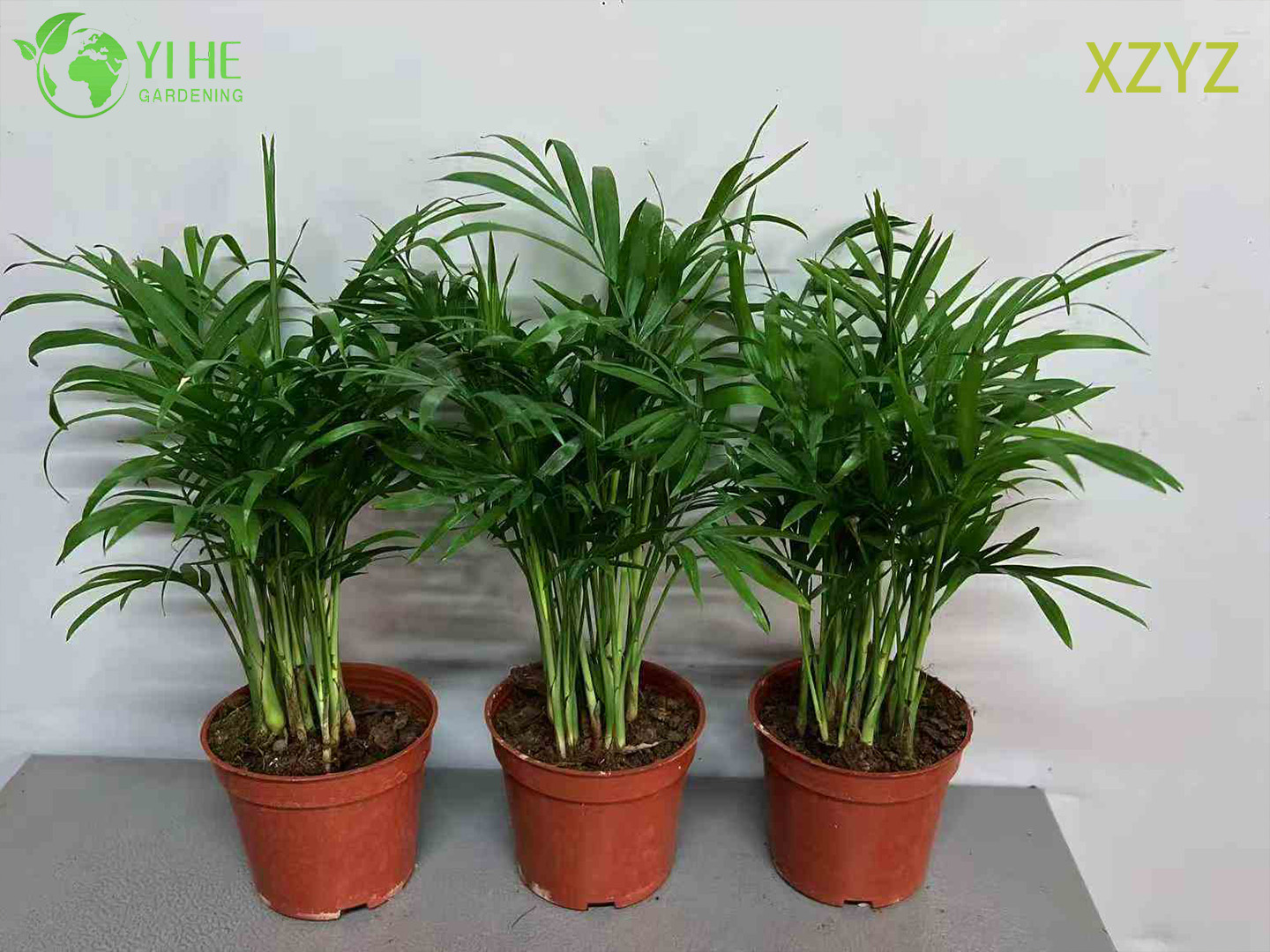Compact Green Chamaedorea elegans for Indoor Tropical Accents Plant
