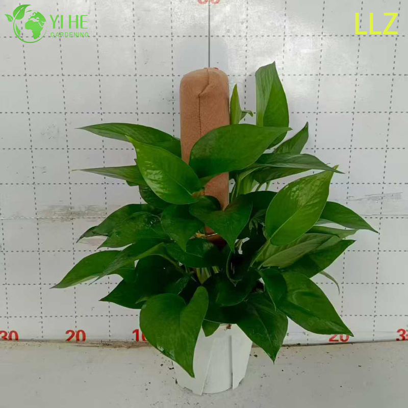 Evergreen Large - Leaf Pothos Pole for Indoor Air Purification Plant