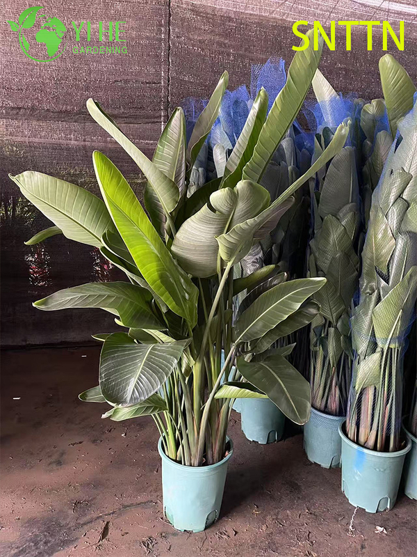 Large - Leaf Indoor Strelitzia Nicolai for Tropical Decor Plant