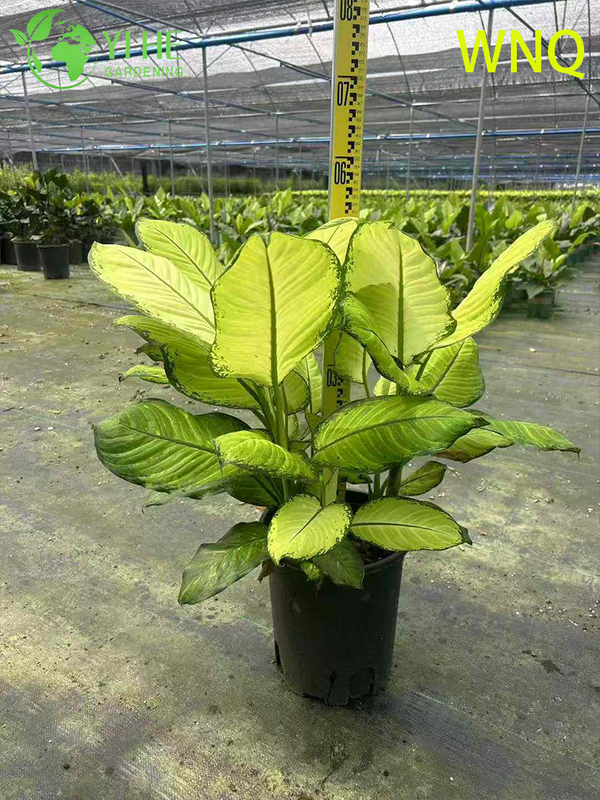 Variegated Evergreen Dieffenbachia sp. for Indoor Decor Plant