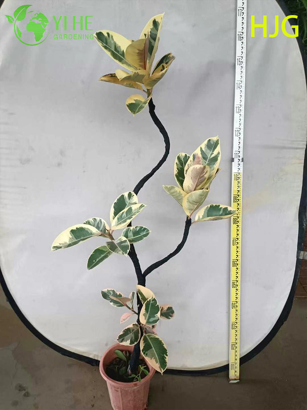 Indoor Flower Ficus Tineke Foliage Potted Decorative Green Plants