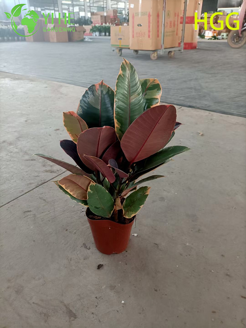 Indoor Ficus Elastica Ruby Rubber Tree Potted Decorative Plant Foliage Air Purifier