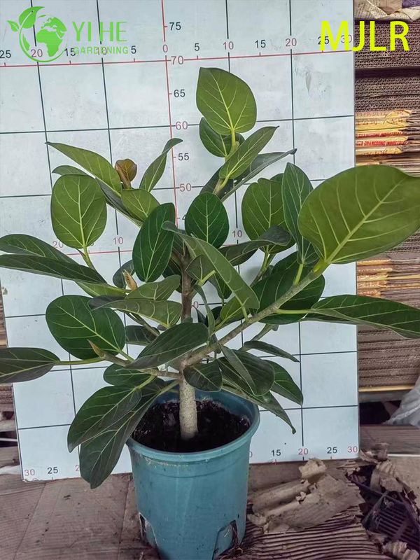 Indoor Bengal Fig Ficus Bengalensis Large Foliage Potted Decorative Plant