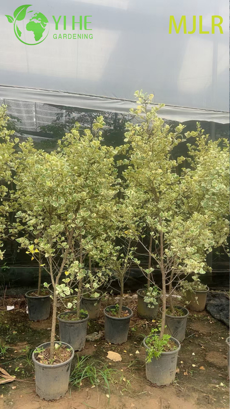 Indoor Milk Fig Ficus Altissima Foliage Potted Decorative Green Plants