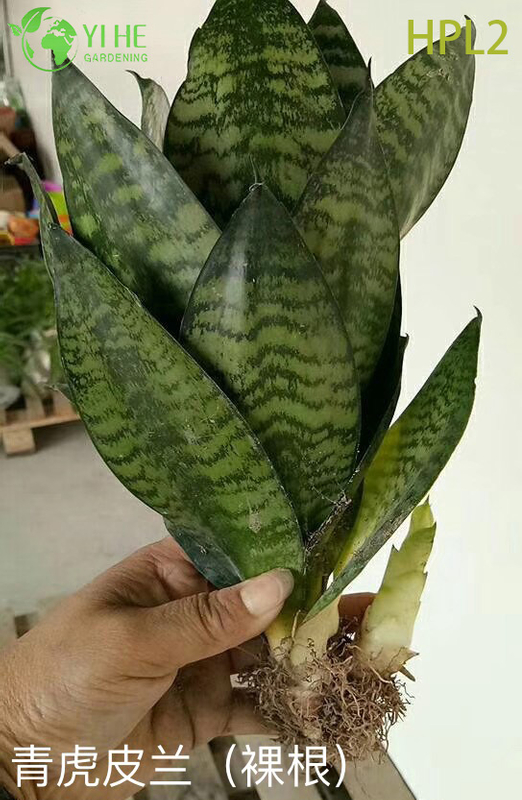 Dwarf Hahnii Bird's Nest Snake Plant Live Rosette Houseplant