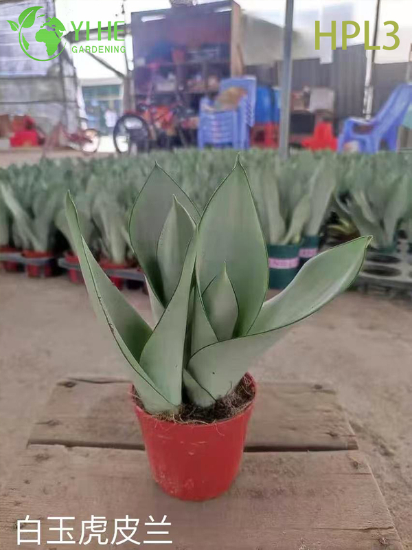 Live Sansevieria Cylindrica African Spear Indoor Succulent Plant