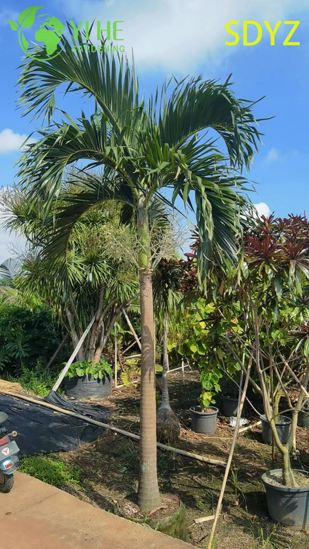 Wholesale Christmas Palm (Adonidia Merrillii) - Evergreen Ornamental Palms