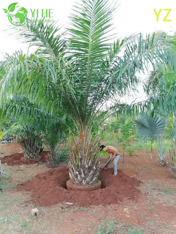 Wholesale Oil Palm (Elaeis Guineensis) - High-Yield Evergreen Palms