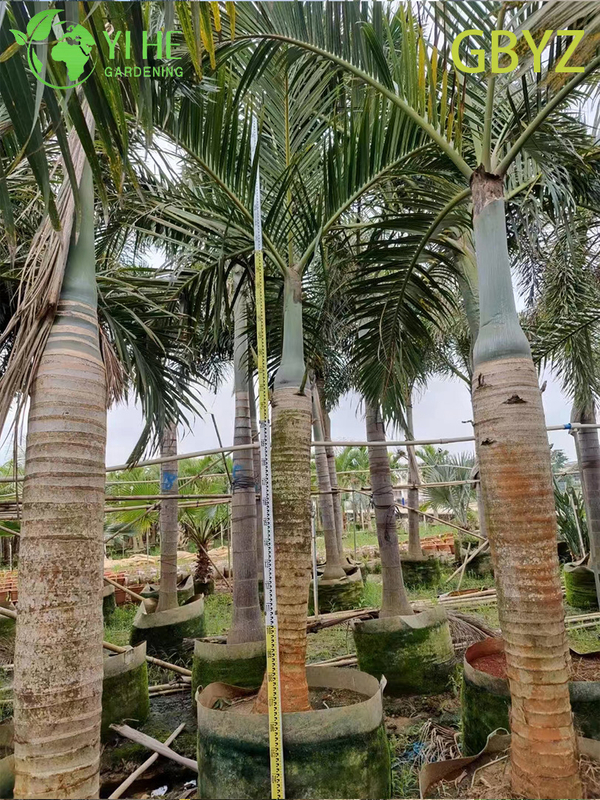 Wholesale Spindle Palm (Hyophorbe Verschaffeltii) - Slender Evergreen Palms