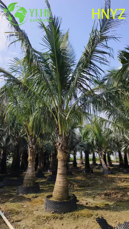 Wholesale Hainan Coconut (Cocos Nucifera) - Fruit-Bearing Evergreen Palms