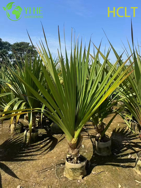 Wholesale Red-Spine Screwpine (Pandanus Utilis) - Hardy Evergreen Shrubs