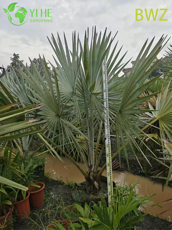 Wholesale for Outdoor Landscaping, Garden Decoration & Commercial Projects