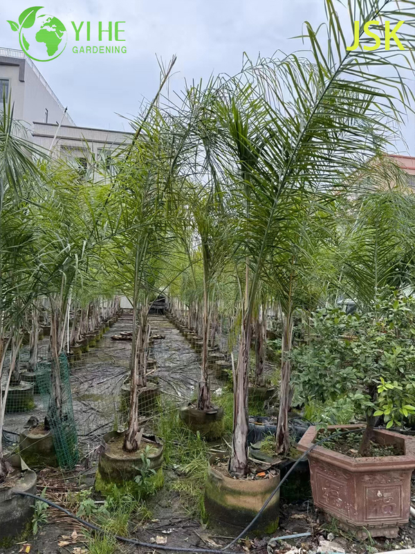 Wholesale Golden Feather Palm (Syagrus Romanzoffiana) - Evergreen Ornamental Palms
