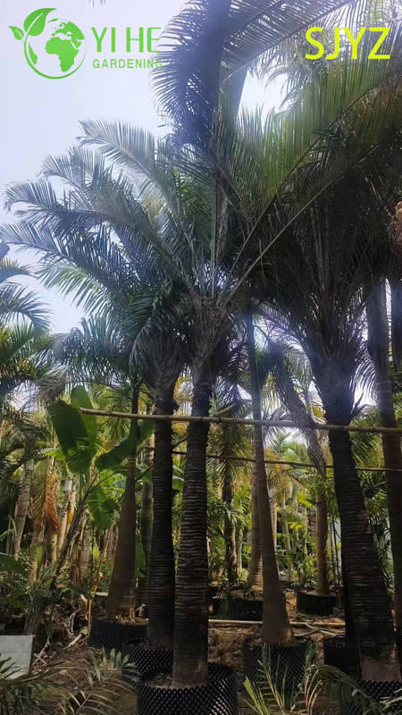 Wholesale Triangular Palm (Dypsis Decaryi) - Evergreen Ornamental Palms