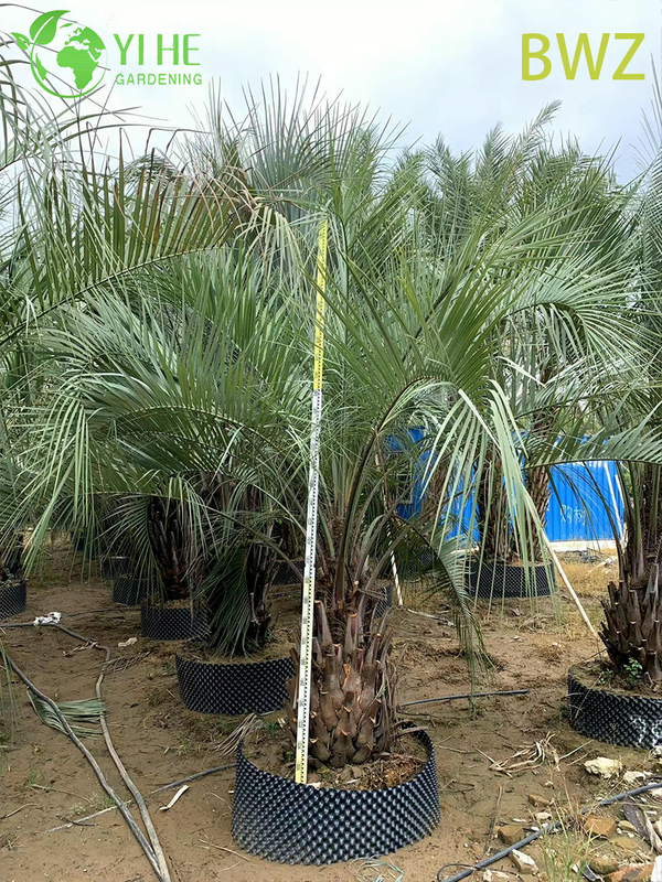 Wholesale Cold-Hardy Butia Capitata (Pindo Palm) - Evergreen Outdoor Palms