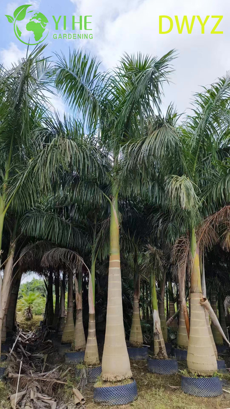 Wholesale Royal Palm (Roystonea Regia) - Tall Evergreen Palms