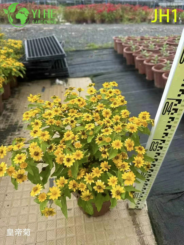 Wholesale Chrysanthemum Potted Plants for Indoor Outdoor Seasonal Floral Decor
