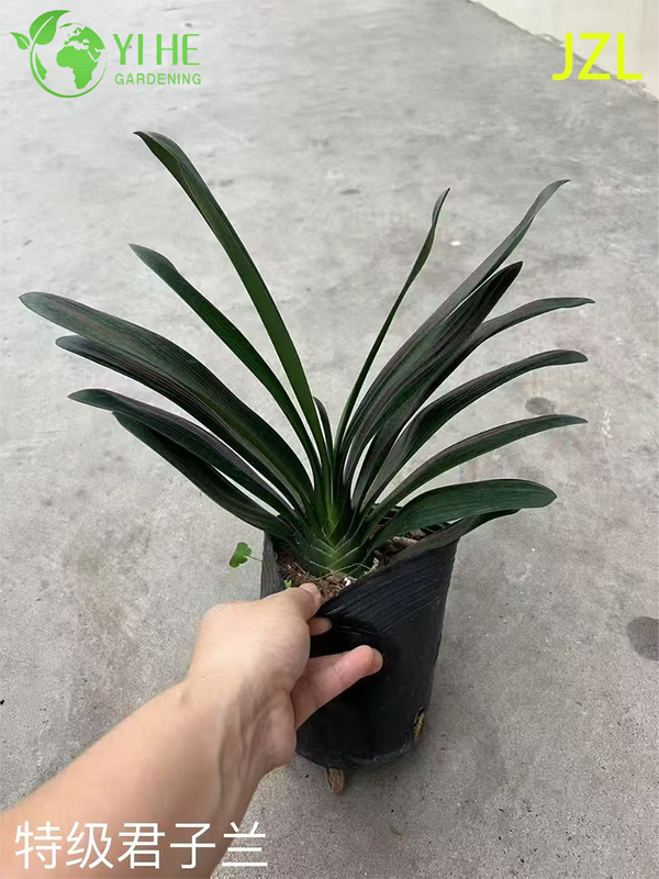 Wholesale Clivia Miniata Potted Plants for Indoor Evergreen Flowering Decor