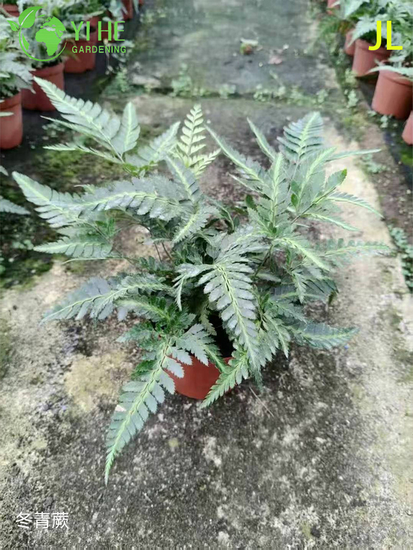 Wholesale Fern Potted Plants for Indoor Outdoor Shade Garden Foliage Decor
