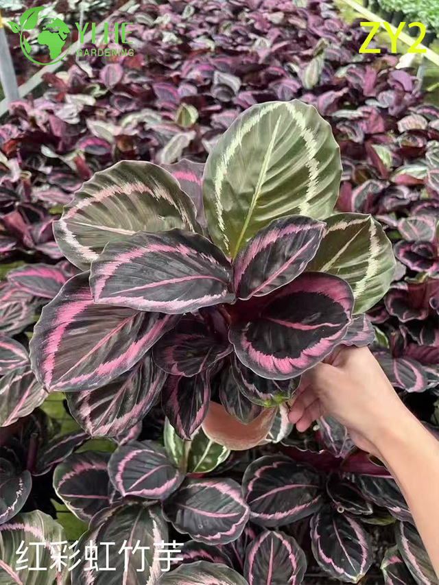 Premium Tropical Calathea Plants for Wholesale Export - Indoor Decorative Foliage