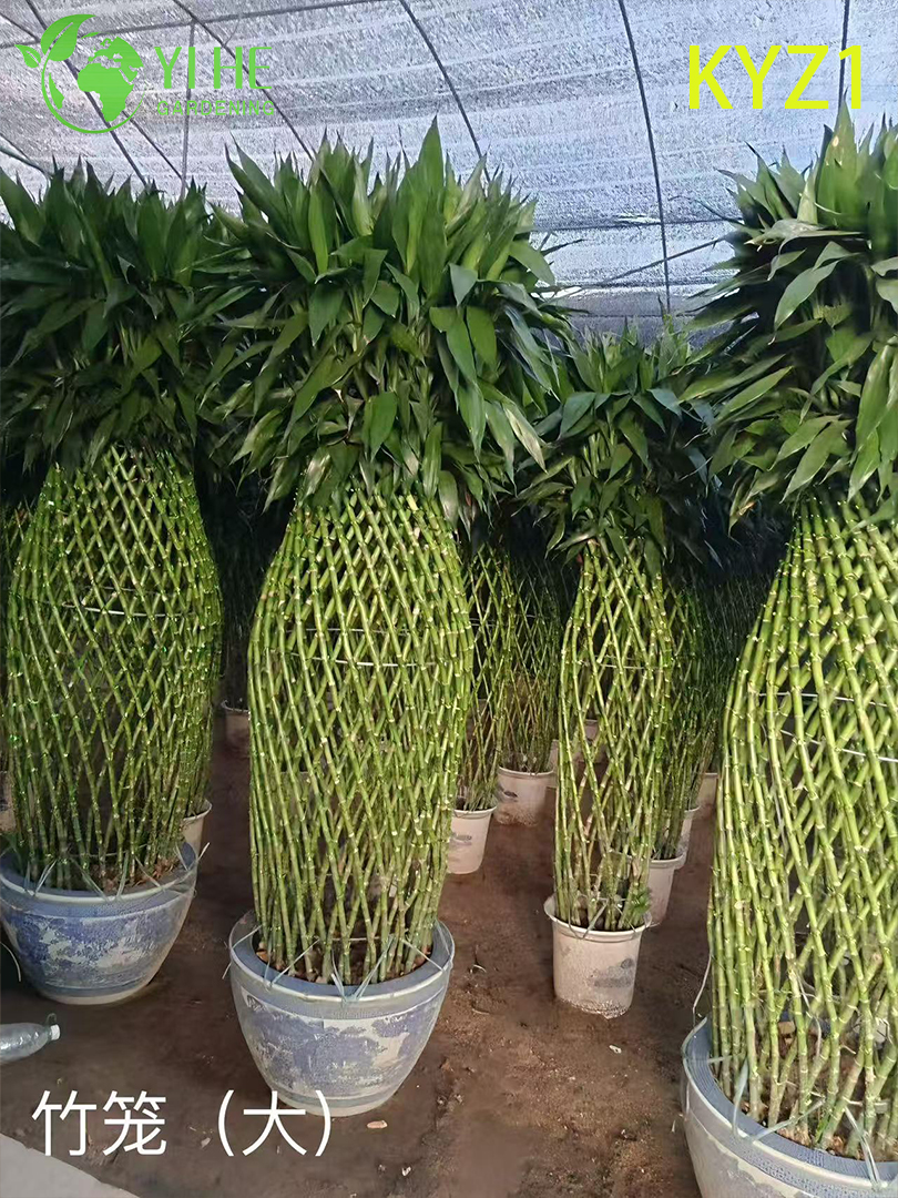 Wholesale Lucky Bamboo Dracaena Potted Plants for Indoor Decor & Gifting