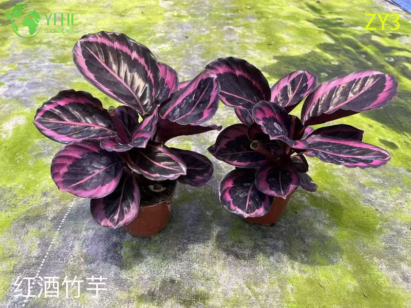 Exotic Calathea Plants for Wholesale - Tropical Foliage Houseplant & Garden Decor