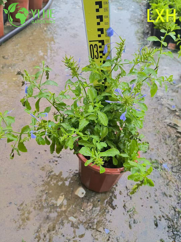 Wholesale Plumbago Auriculata Potted Plants for Outdoor Tropical Blue Flower Decor