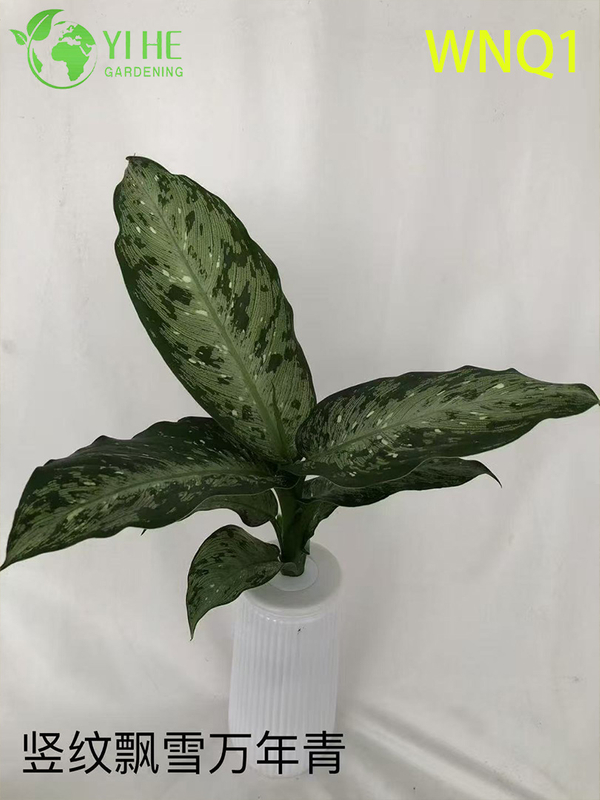 Wholesale Aglaonema Potted Plants for Indoor Evergreen Air-Purifying Decor
