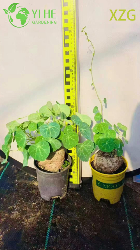 Wholesale Dioscorea Elephantipes Potted Plants for Indoor Succulent Decor & Collection