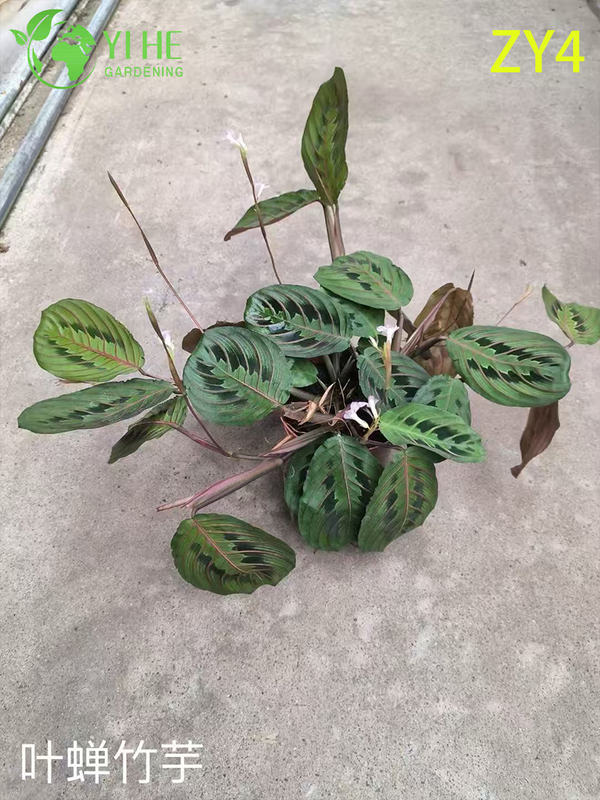 Wholesale Tropical Calathea Plants for Indoor Decoration & Commercial Landscaping