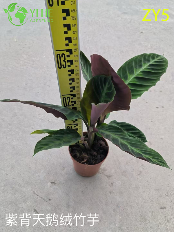 Premium Wholesale Calathea Plants - Tropical Foliage for Indoor/Outdoor Decoration