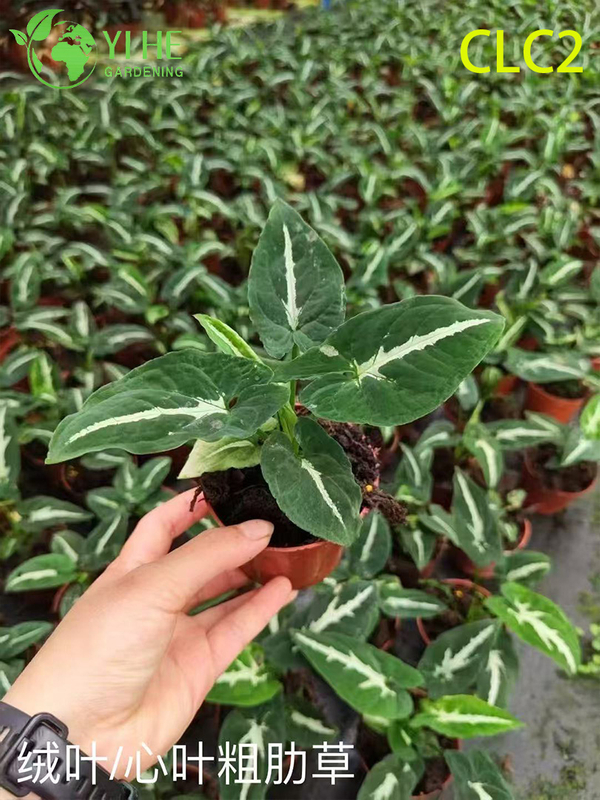 High-Quality Variegated Aglaonema Plants for Wholesale Export