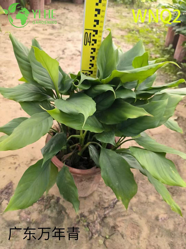 Wholesale Aglaonema Plants - Hardy Tropical Foliage for Indoor Decoration