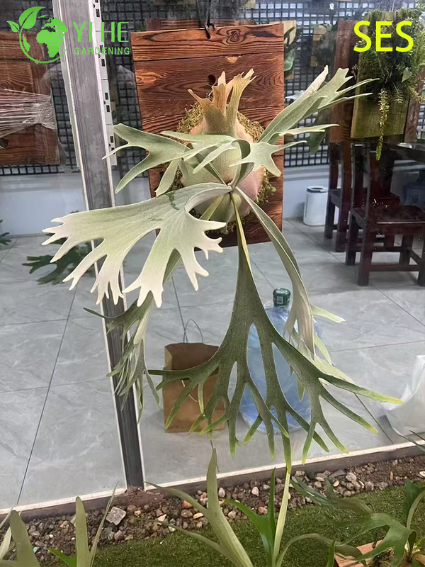 Wholesale Philodendron 'Celsos' Potted Plants for Indoor Tropical Foliage Decor