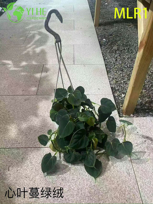 Wholesale Philodendron Selloum Potted Plants for Indoor Tropical Large Foliage Decor