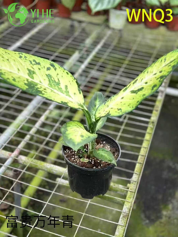 Premium Evergreen Plants for Wholesale - Indoor Outdoor Decorative Tropical Foliage