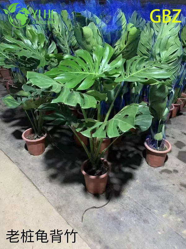 Wholesale Monstera Deliciosa Potted Plants for Indoor Large Foliage Decor