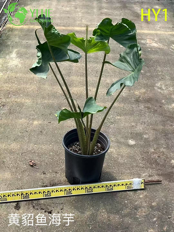 Wholesale Alocasia Potted Plants for Indoor Tropical Large Foliage Decor