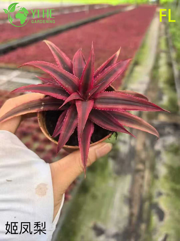 Wholesale Bromeliad Pineapple Potted Plants for Indoor Tropical Flower Decor
