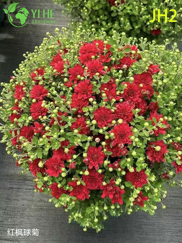 Wholesale Chrysanthemum Flowers - Colorful Fresh Cut Ornamental Potted Plants