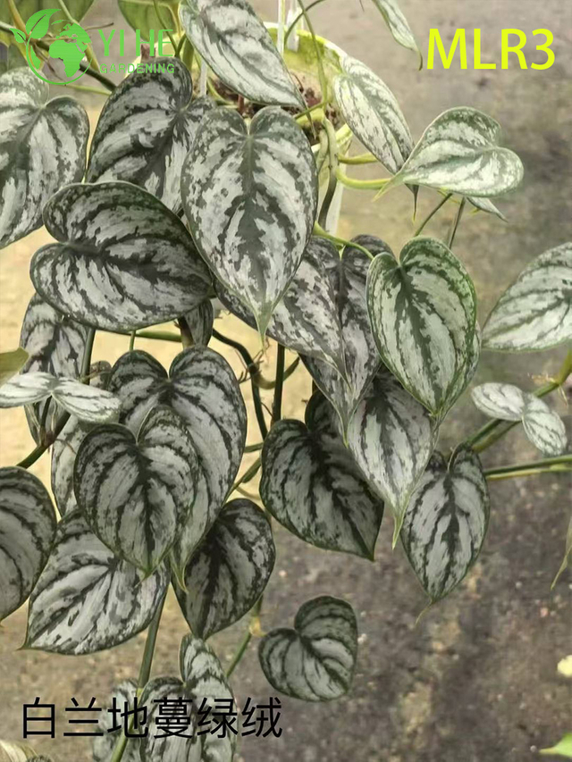 Wholesale Tropical Philodendron Plants for Indoor Outdoor Decoration