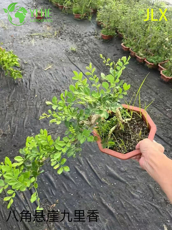 Wholesale Murraya Paniculata Potted Plants for Indoor Outdoor Fragrant Flower Decor