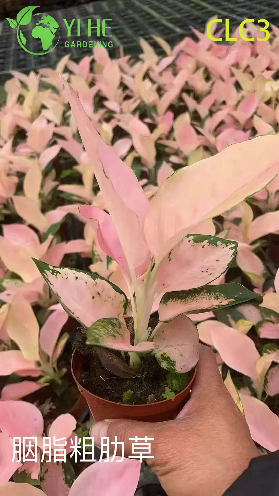Wholesale Tropical Aglaonema Plants for Indoor Decoration & Landscaping
