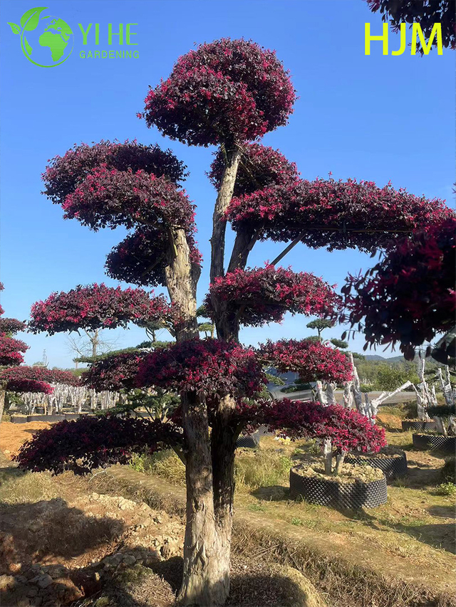 الزينة بوعاء Loropetalum chinense فار. ربروم لمصنع التصدير