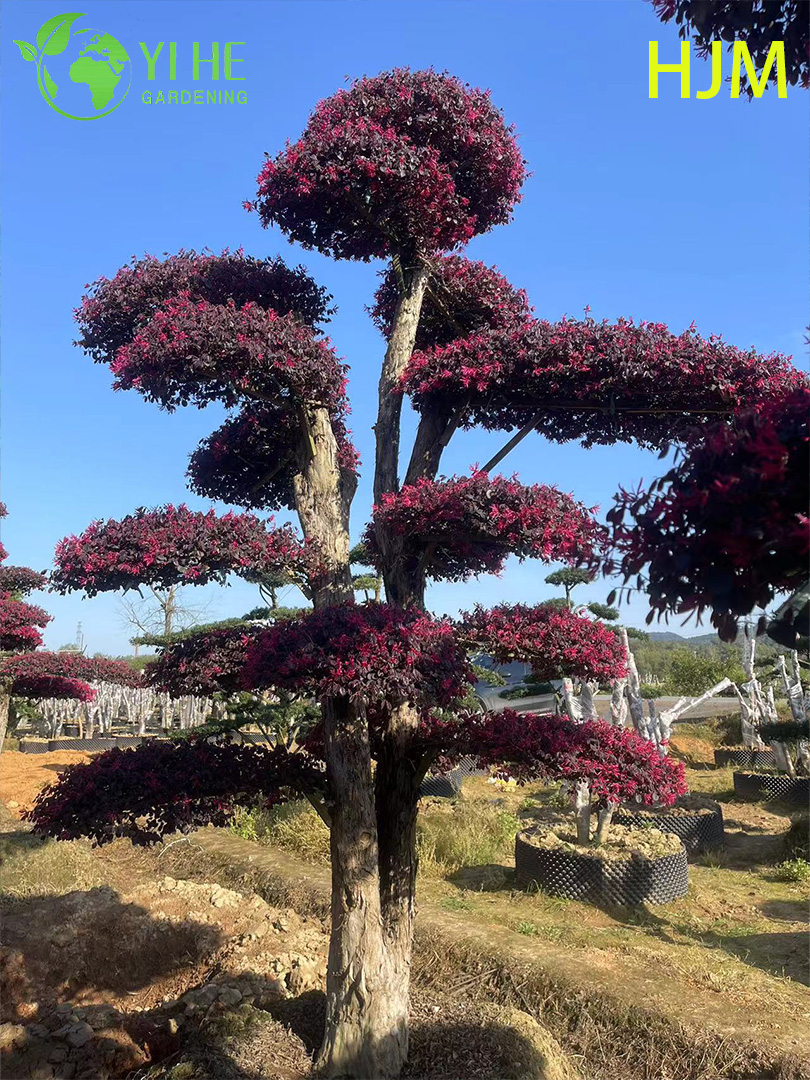 Ornamental Potted Loropetalum chinense var. rubrum for Export Plant