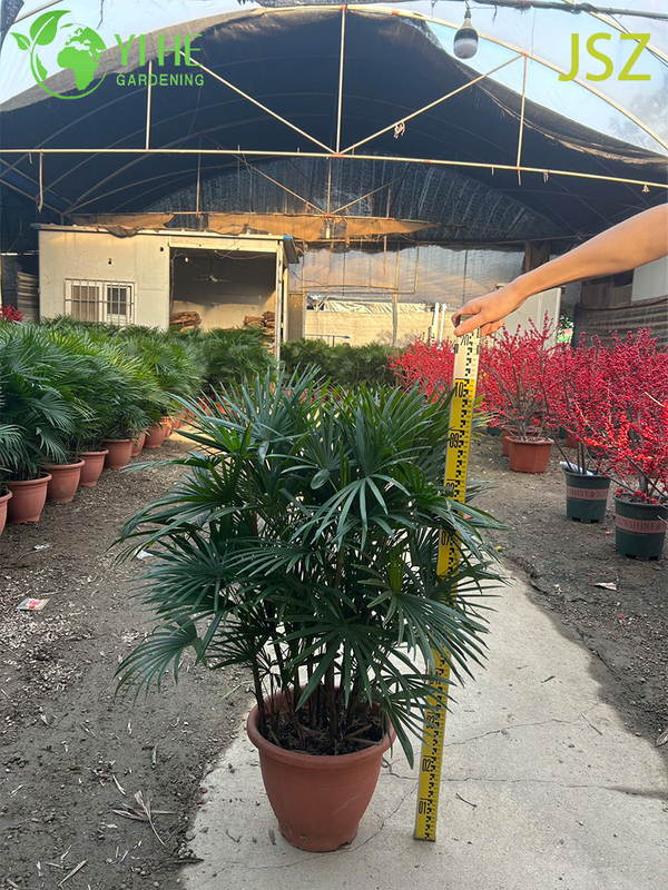 Ornamental Potted Rhapis multifida Burr. for Export Plant