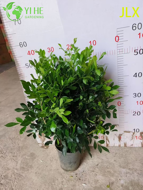 Ornamental Potted Murraya exotica L. for Export Plant