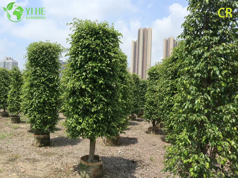 Wholesale Ficus Benjamina - Indoor/Outdoor Hanging