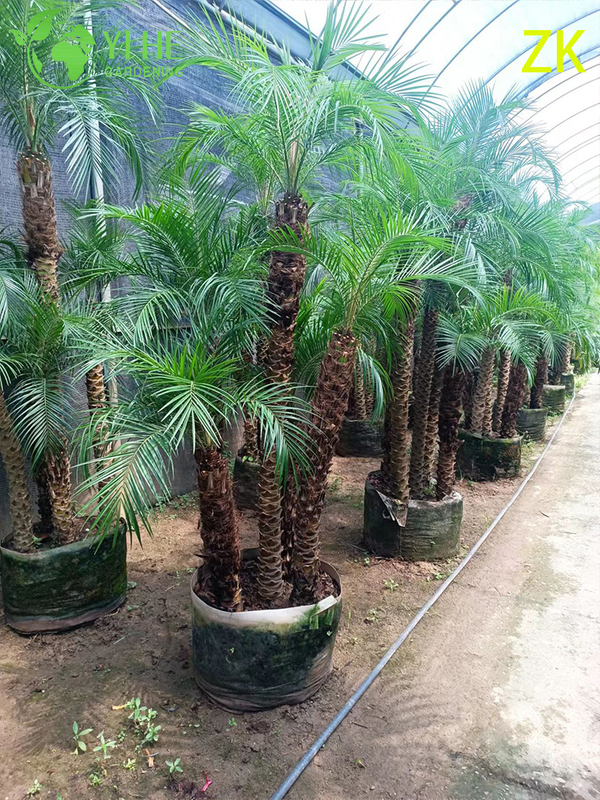 Wholesale Export Needle Palm Ornamental Evergreen Palm Tree Premium Quality